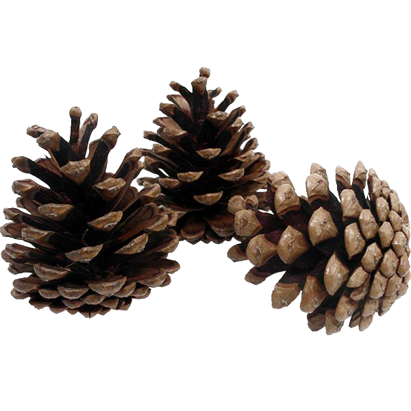 Pinecone PNG Background Image