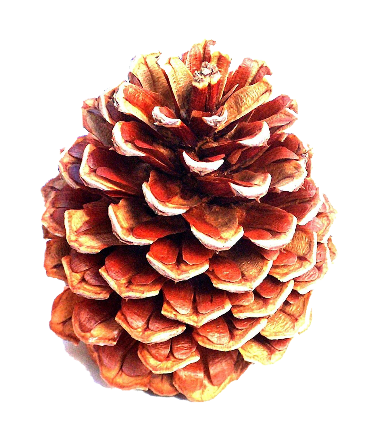Pinecone PNG Clipart