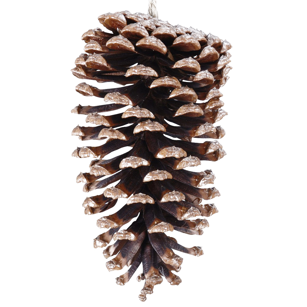 Pinecone PNG File