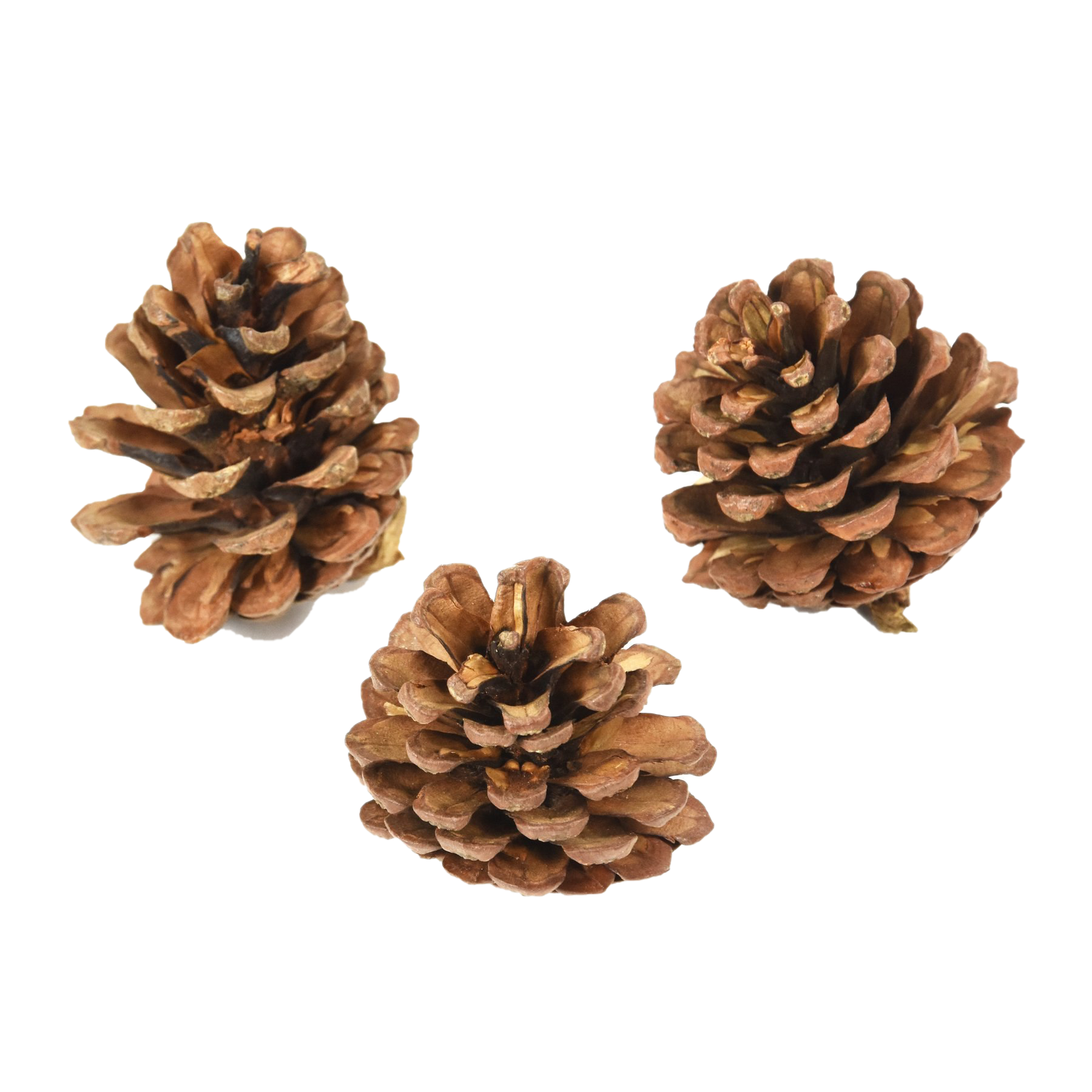 Pinecone PNG Pic