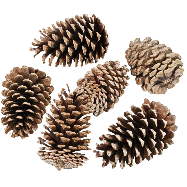 PINECONE PNG transparent HD Photo