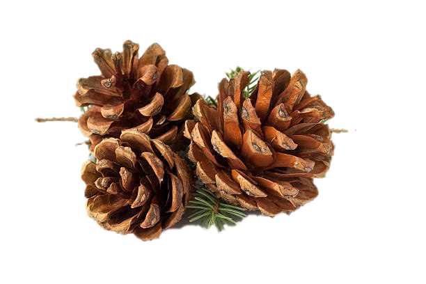 Pinecone Transparent Images PNG