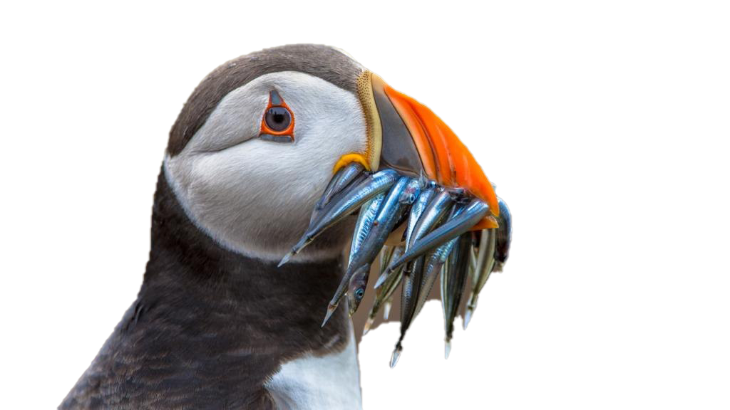 Puffin Download PNG Image
