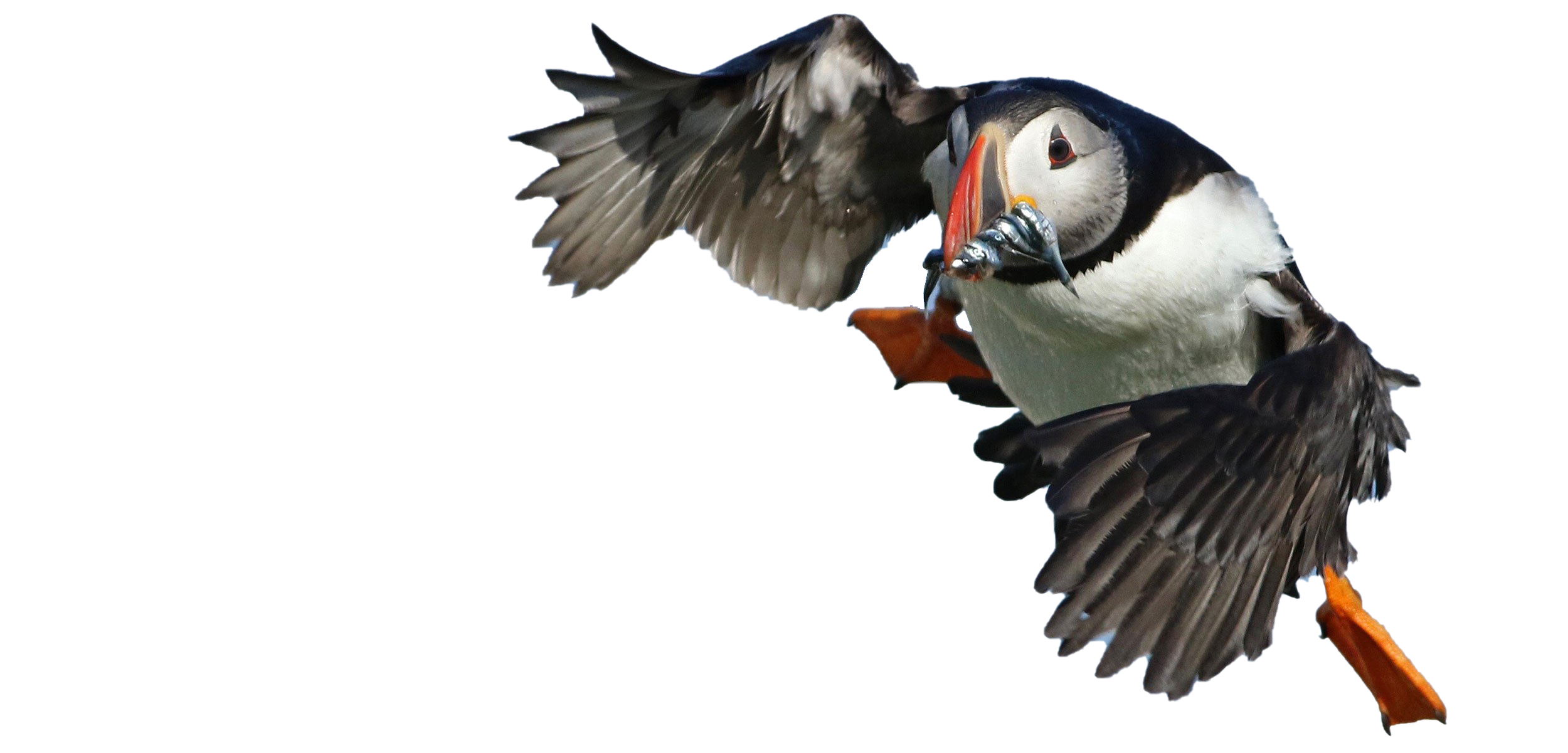 Puffin PNG Clipart