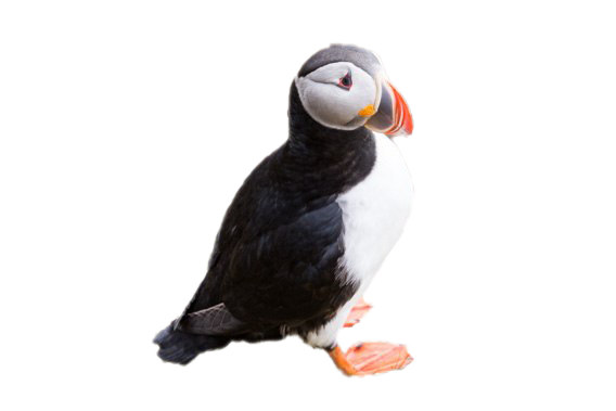 Puffin PNG File