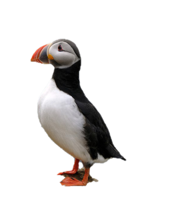 Puffin PNG Image