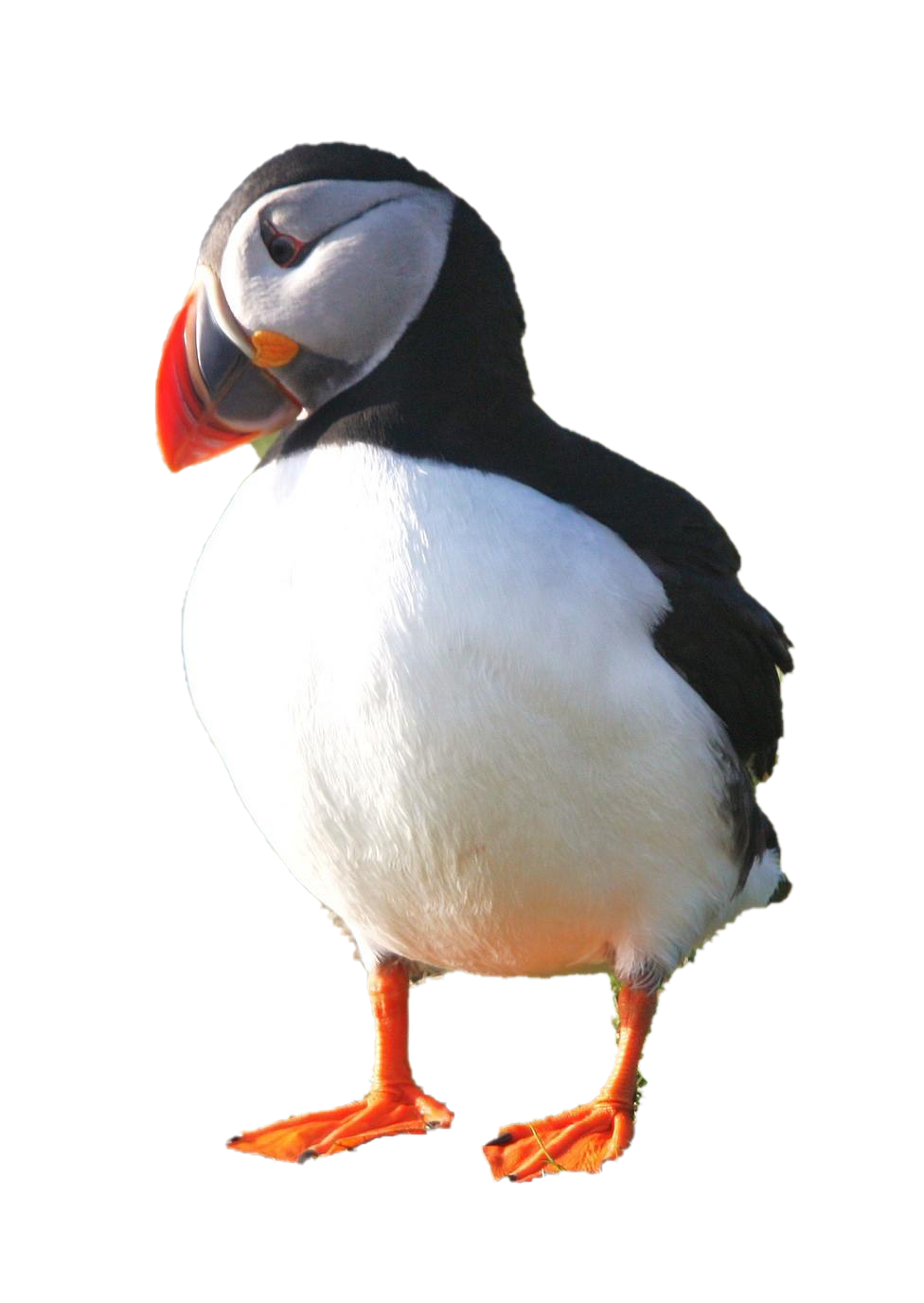 Puffin PNG Photo