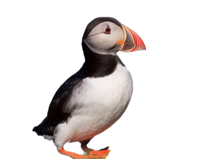 Puffin PNG Photos