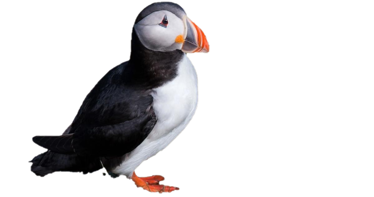 Single Puffin PNG Clipart