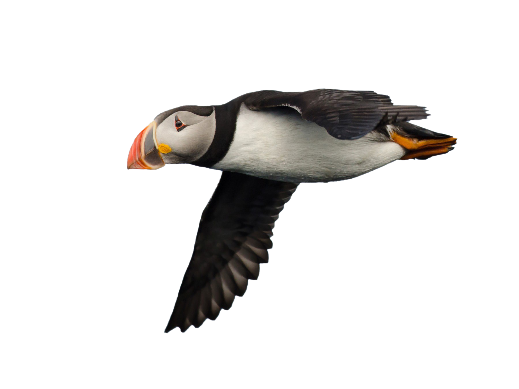 Single Puffin PNG File