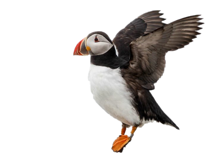 Single Puffin PNG Image