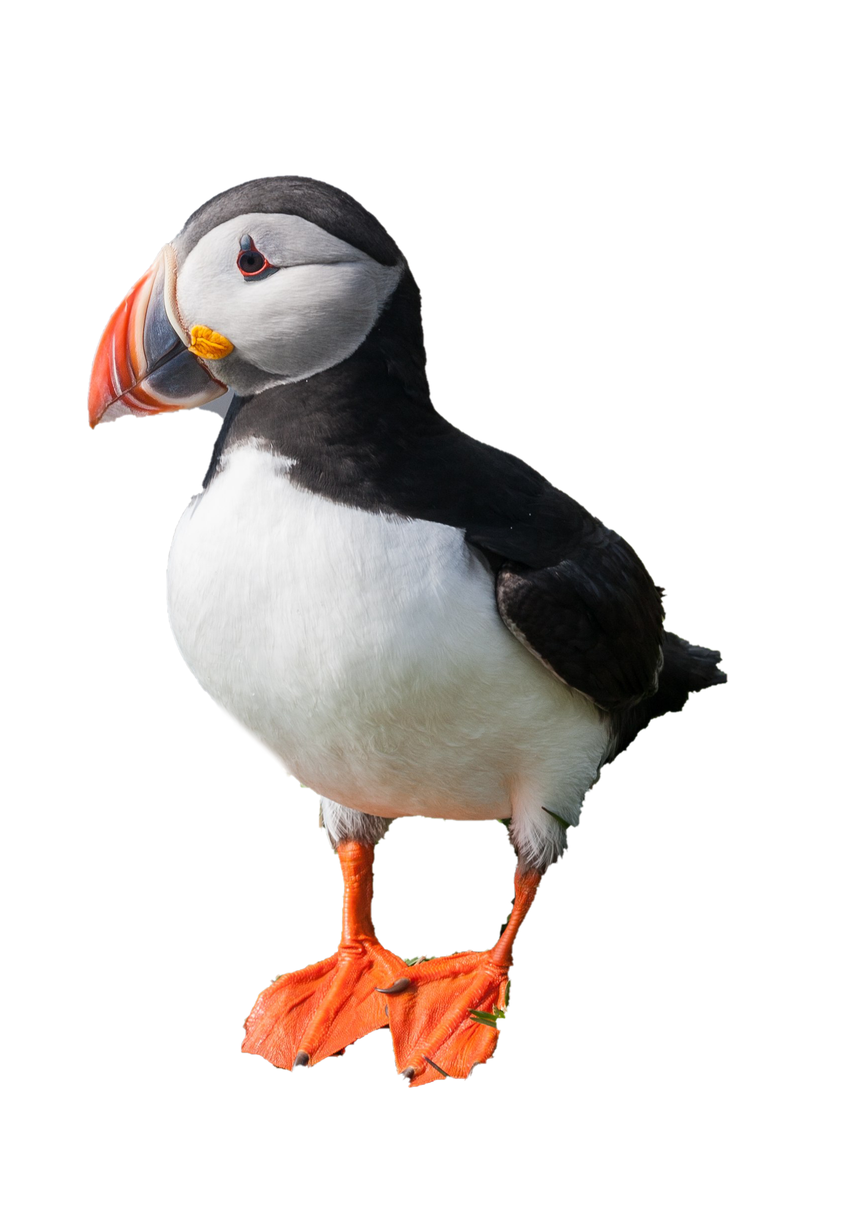 Single Puffin Transparent PNG