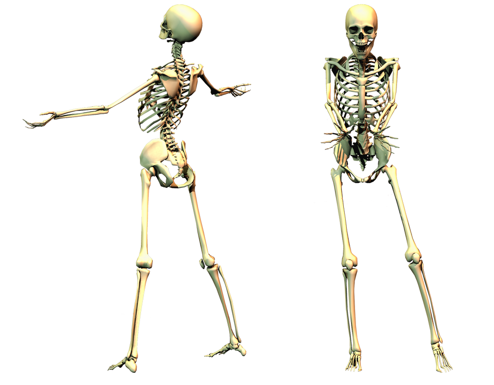 Spooky Skeleton PNG Image