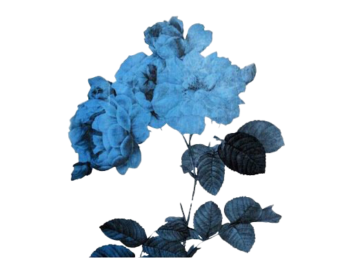 Aesthetic Flower Art Transparent PNG