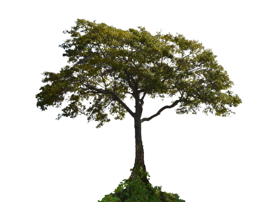 Artificial Tree PNG Free Download