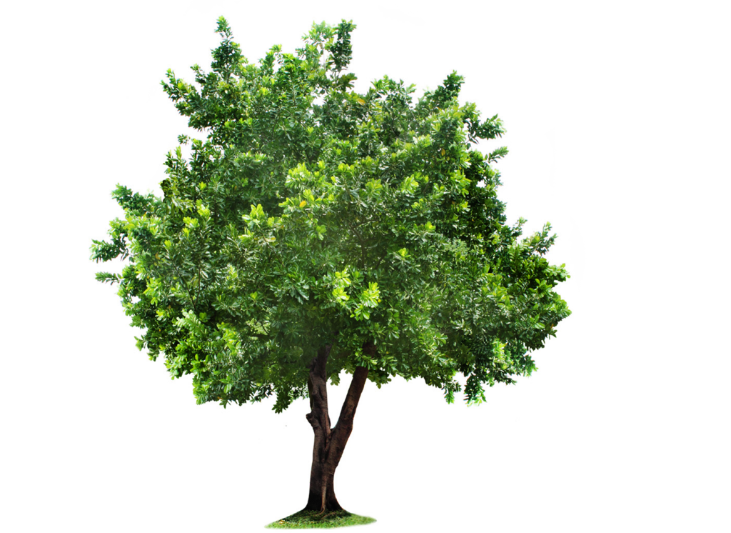 Artificial Tree Transparent PNG