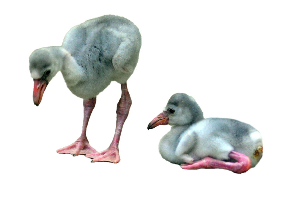 Baby Flamingo PNG File
