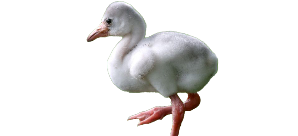 Baby Flamingo PNG HD