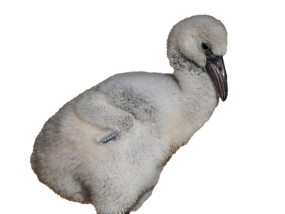 Baby Flamingo PNG Pic