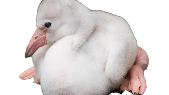 Baby Flamingo Transparent PNG
