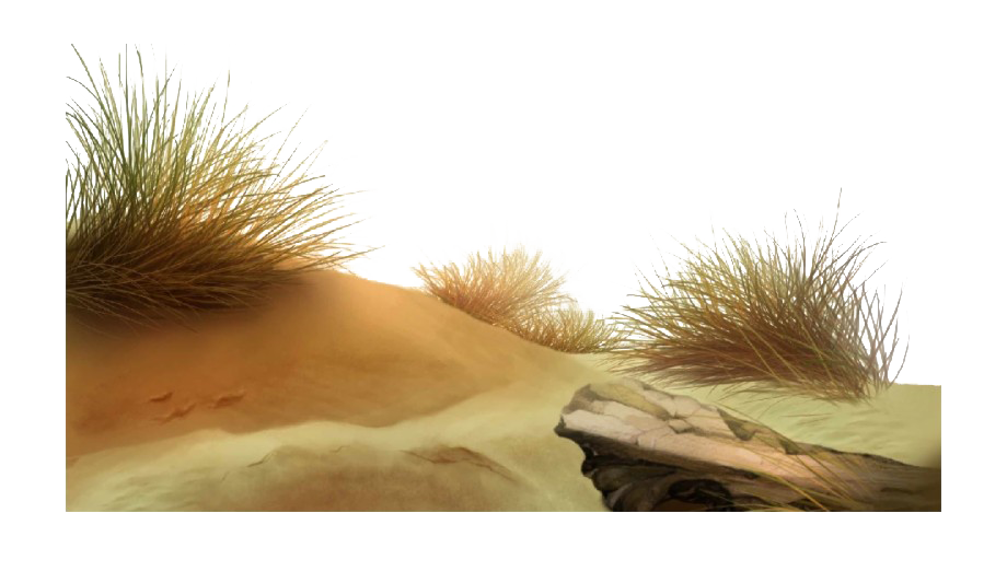 Beach Grass PNG Picture