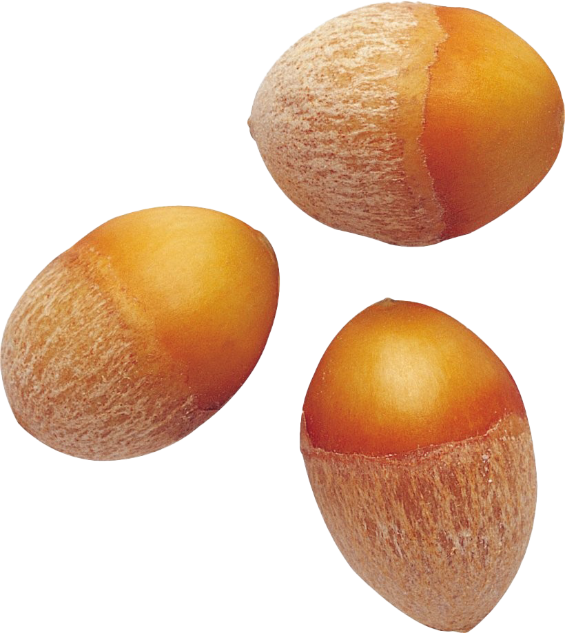 Chestnuts PNG Background Image
