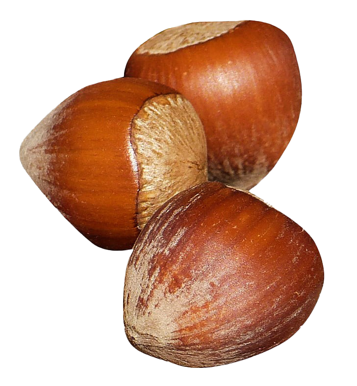 Chestnuts PNG Pic