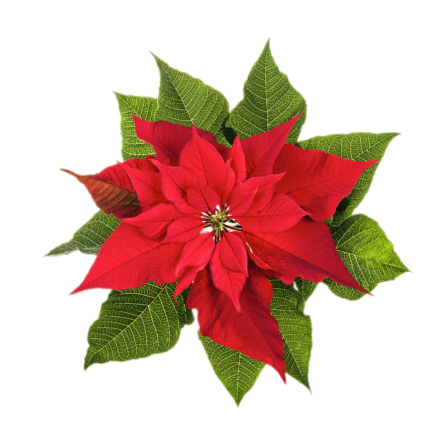 Poinsettia de Navidad PNG Clipart