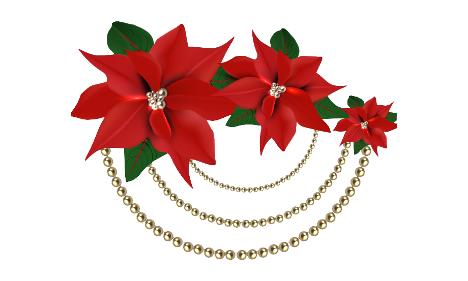 Christmas Poinsettia PNG File