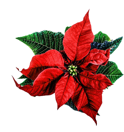 Download gratuito di Natale Poinsettia PNG