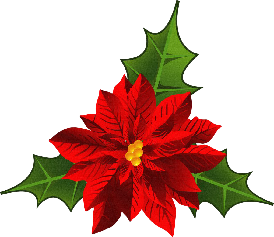 Christmas Poinsettia PNG HD