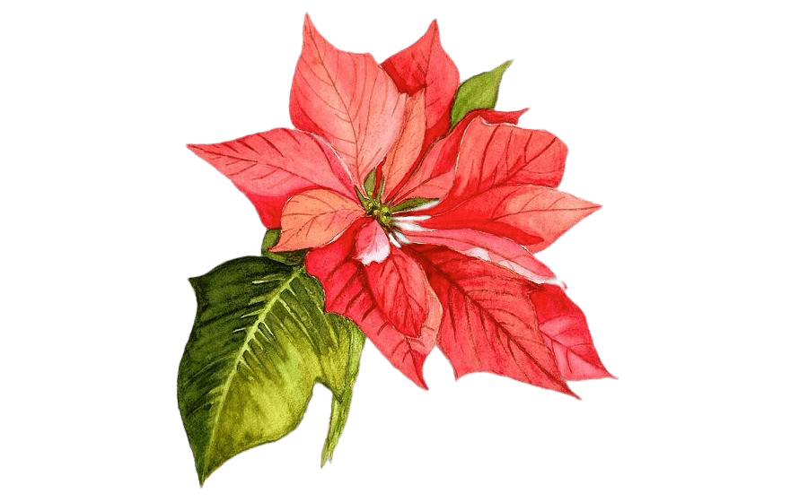 Christmas Poinsettia PNG Picture