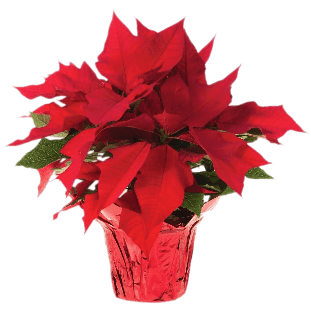 Christmas Poinsettia PNG Transparent Image