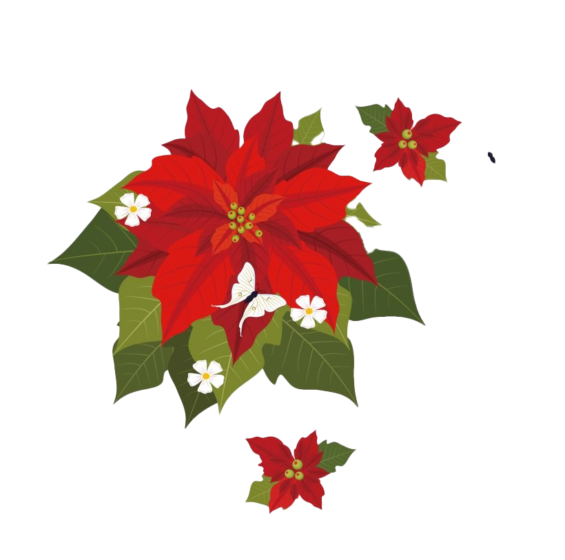 Christmas Poinsettia PNG Transparent