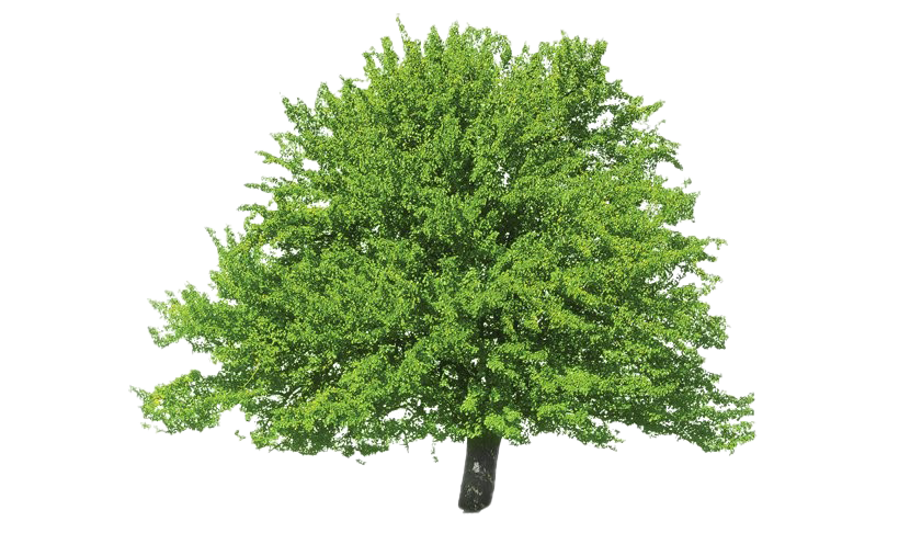 Evergreen PNG-Clipart