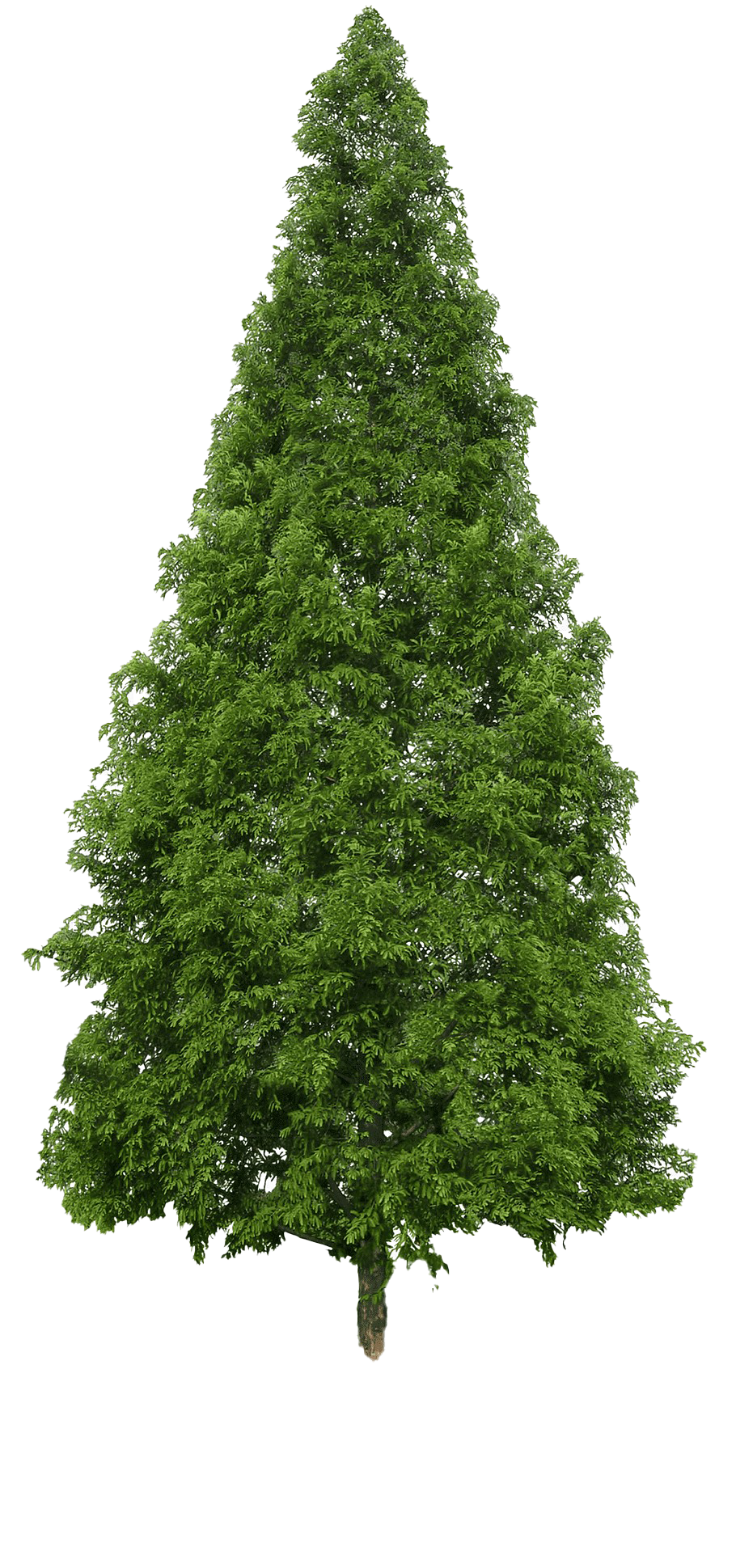 Evergreen PNG Image