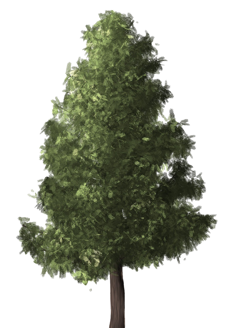 Evergreen PNG Transparent Image