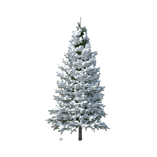 Evergreen Tree PNG File