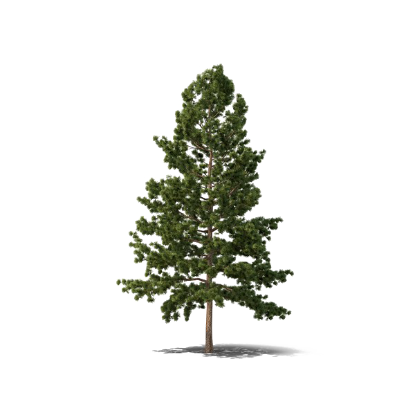 Evergreen Baum PNG Kostenloser Download