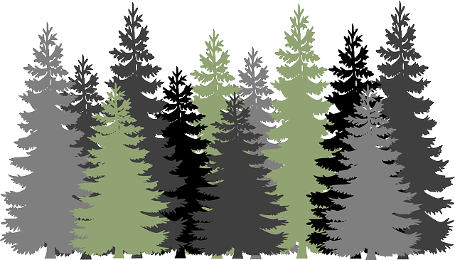 Evergreen-Baum-PNG-Bild