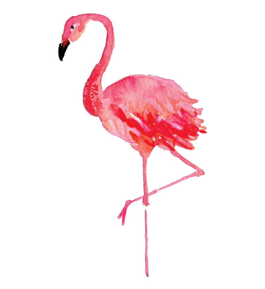 Flamingo PNG Photos