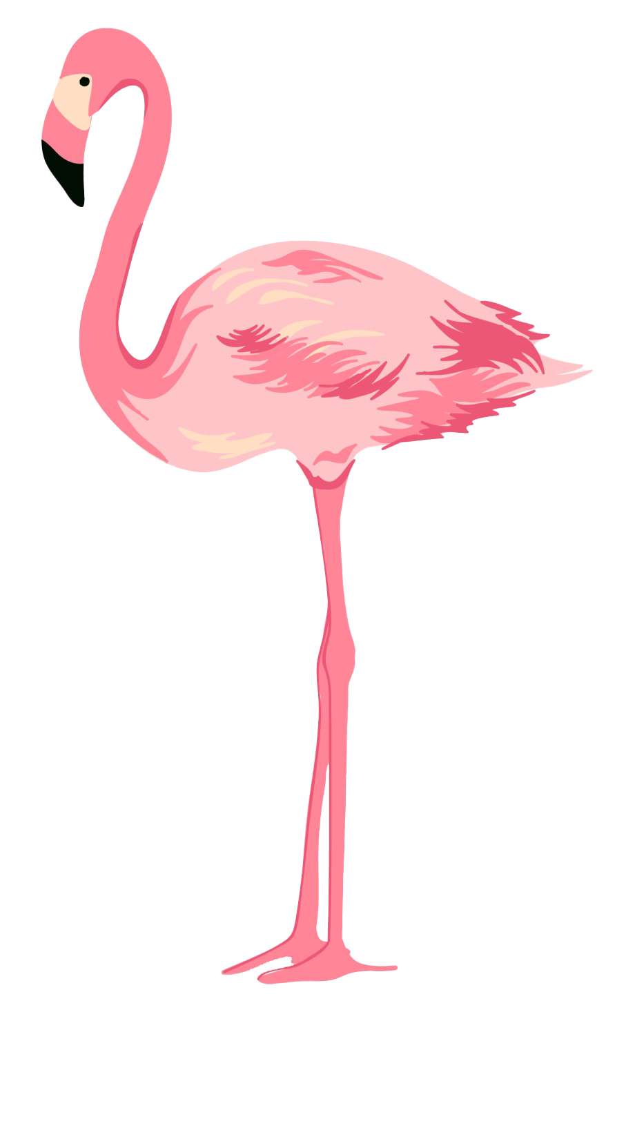 Flamingo Transparent Background