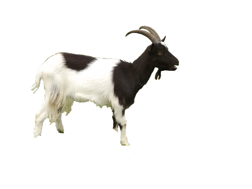 Goat herunterladen PNG-Bild