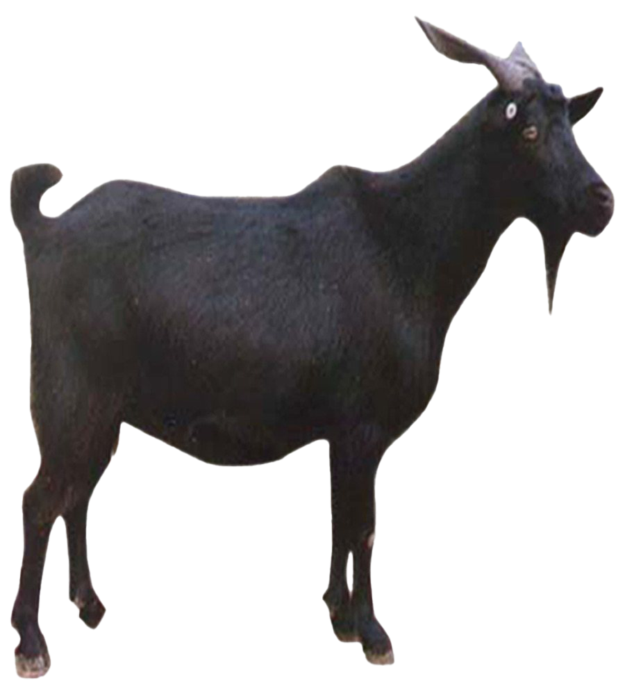 Goat PNG Background Image