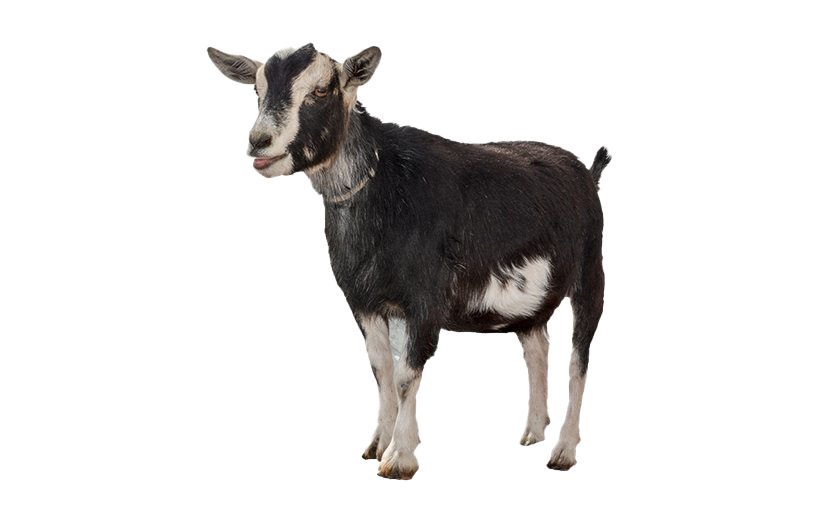 Goat PNG File