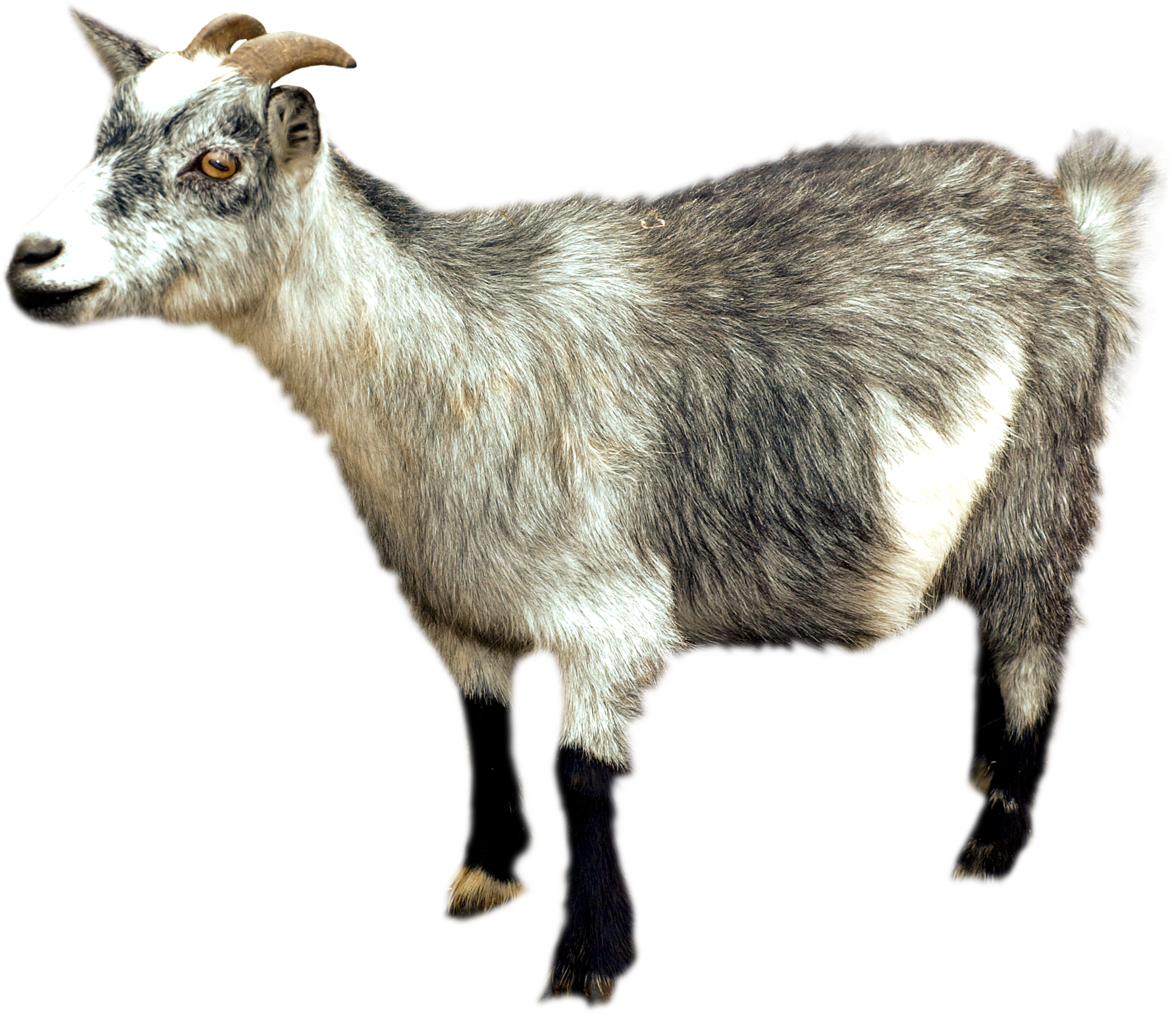 Goat PNG HD