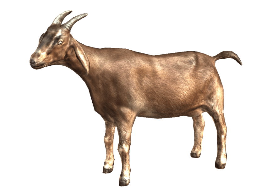 Goat PNG Photo