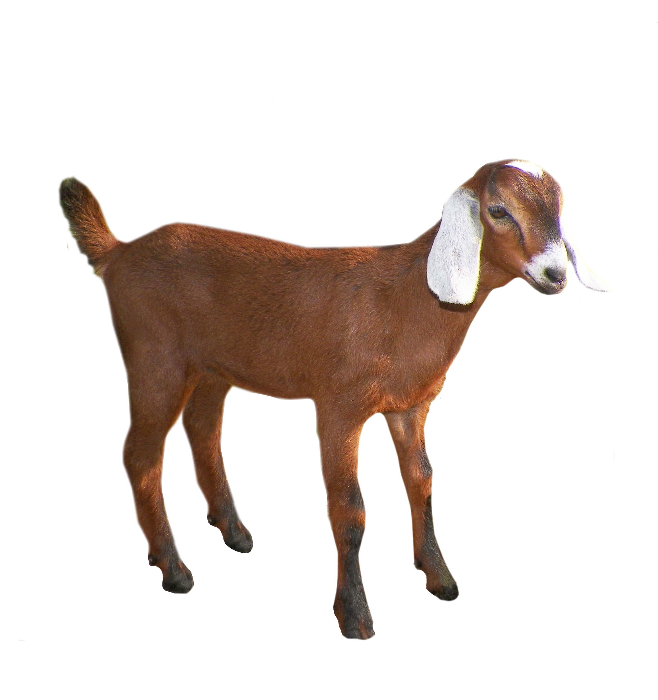 Goat PNG bild