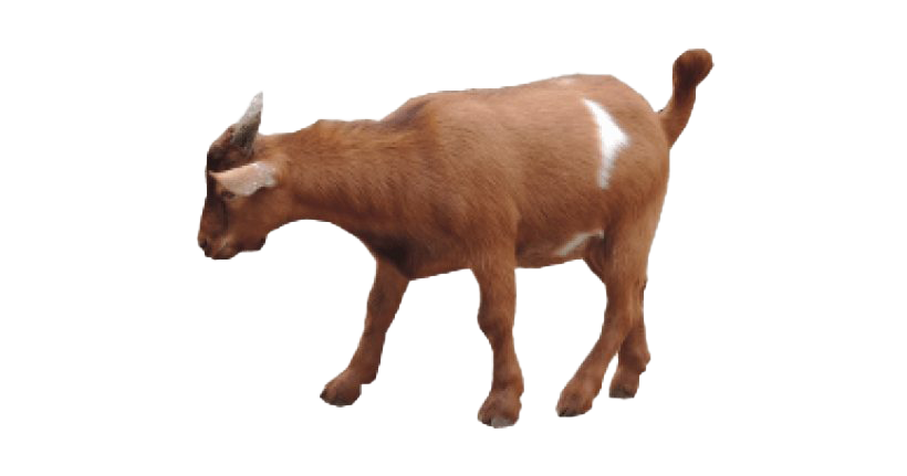 Goat PNG Transparent Image