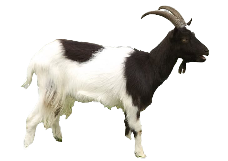 Goat Transparent Images PNG